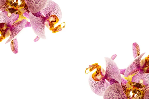新鮮な蘭の花 — ストック写真
