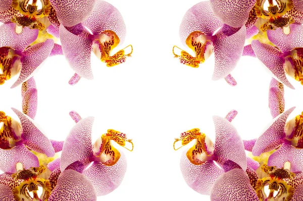 Свіжі орхідей — стокове фото