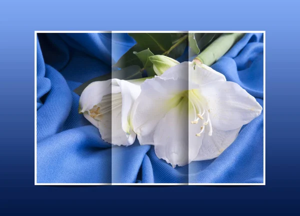Broschüre weiße Blume Amarillo — Stockfoto