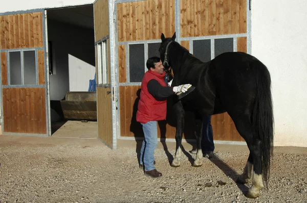黒い馬を持つ男 — ストック写真