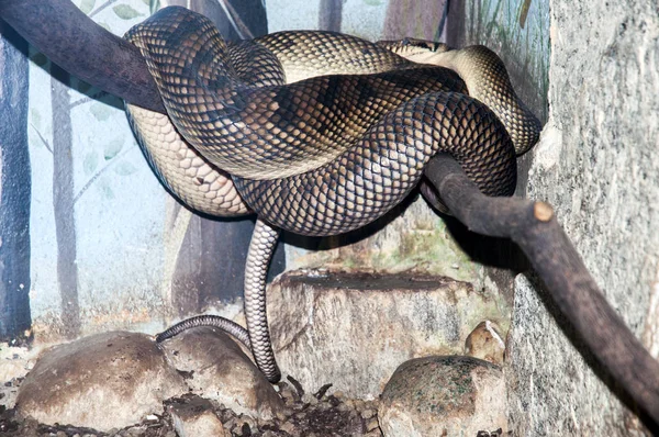 뱀 코일에 — 스톡 사진