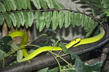 kıvrılmış bir Branş 2 yılan