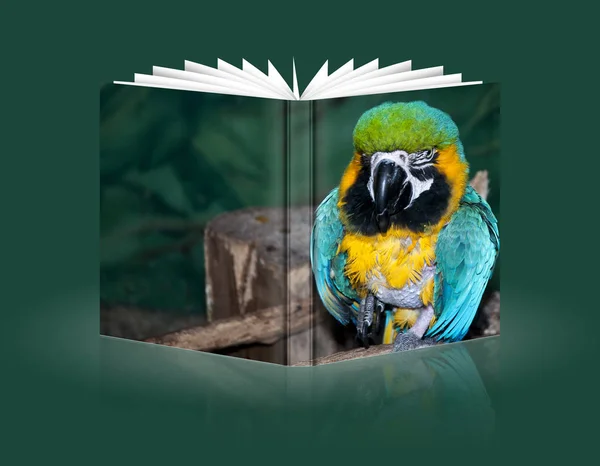 多彩的鹦鹉的书 — 图库照片