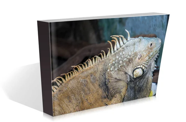 Bok av reptiler på safari park — Stockfoto