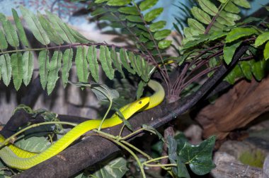 kıvrılmış bir dalda yılan