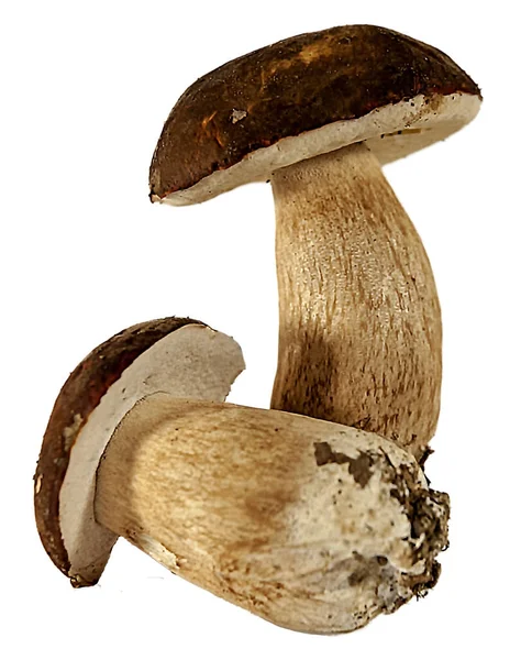 Fresh porcini mushrooms — Stock Photo, Image