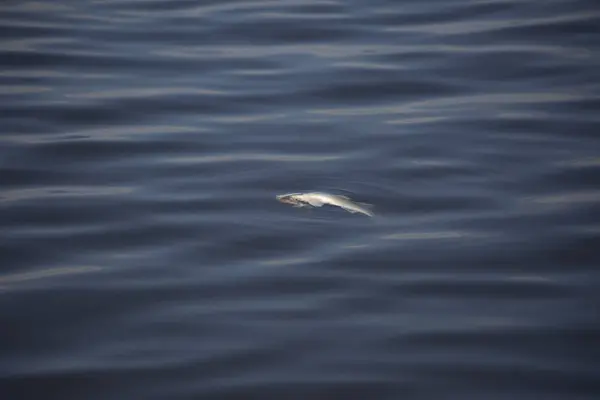 Peces muertos flotando en el lago — Foto de Stock