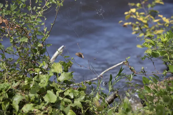 Leurre de pêche coincé dans les buissons par le lac — Photo