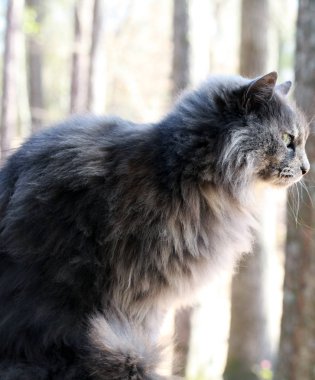 Gölgeler bakarak kapalı sundurma içinde kedi