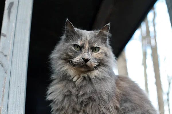 Katt på verandan — Stockfoto