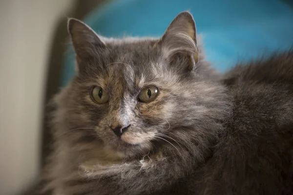 Nahaufnahme einer glücklichen Katze — Stockfoto