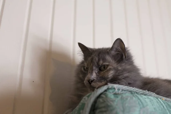 Gato deitado no velho colchão — Fotografia de Stock