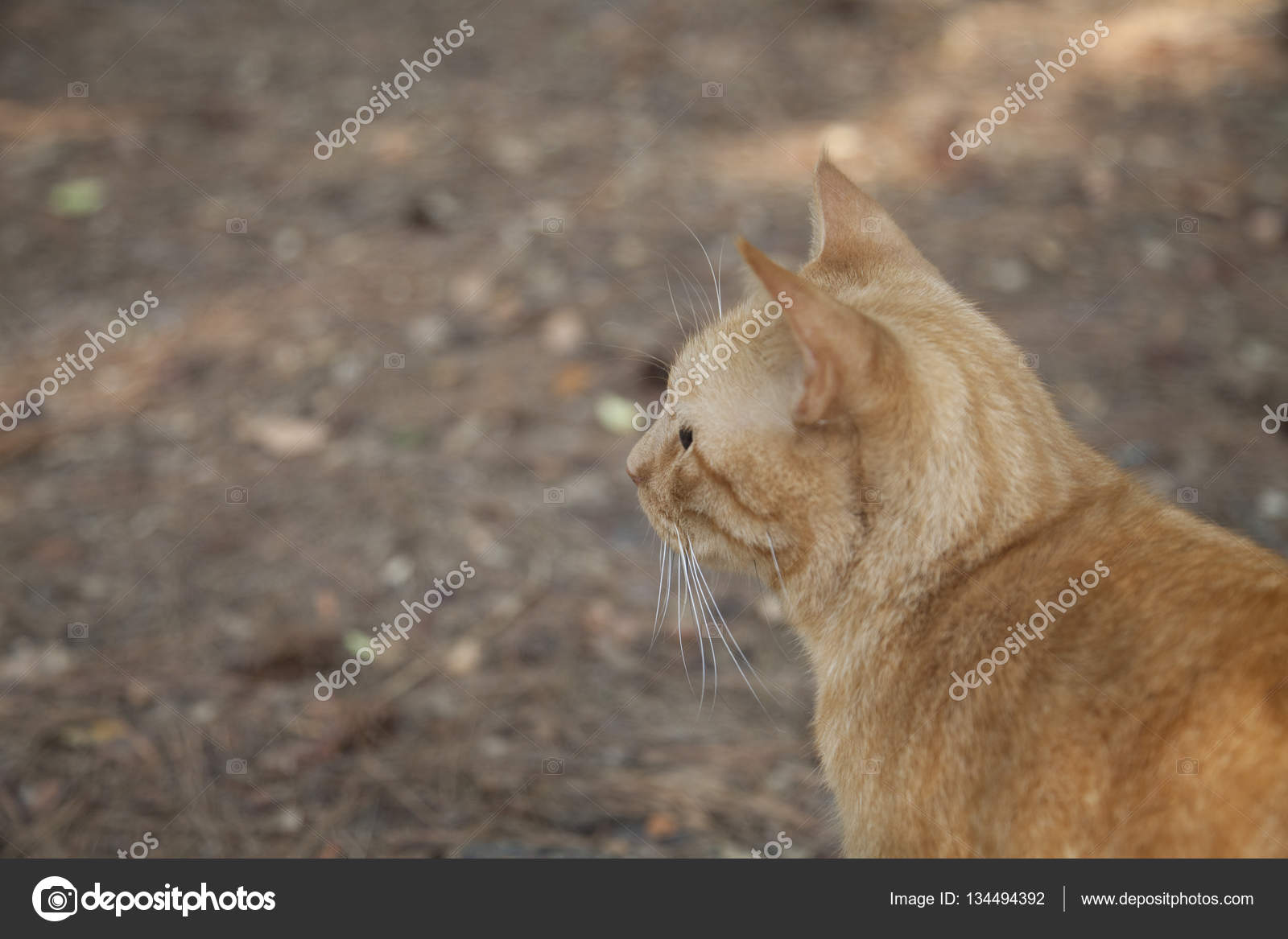 Golden Tabby Cat Stock Photo C Tornado1998 134494392