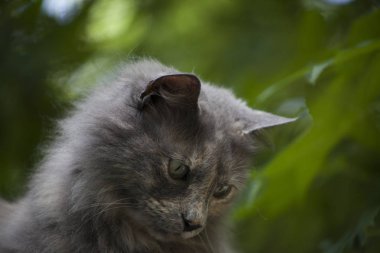 Gri kedi yakın çekim