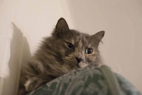 Cat Lying on old Mattress — Stock Photo, Image