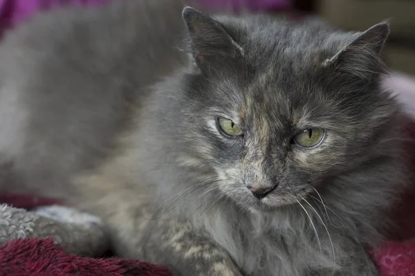 Graue Katze ruht auf einer Bettdecke — Stockfoto