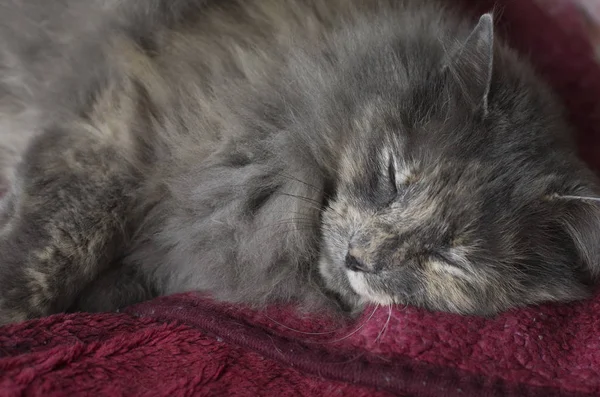 Серый кот отдыхает на одеяле "Утешитель" — стоковое фото