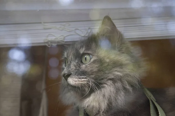 Кіт вилітає з вікна — стокове фото