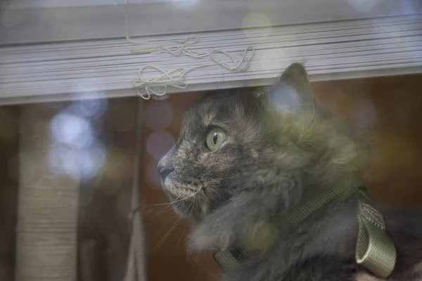 Gato a olhar pela janela — Fotografia de Stock