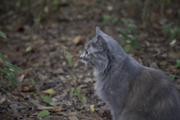 外面只灰色的猫 — 图库照片
