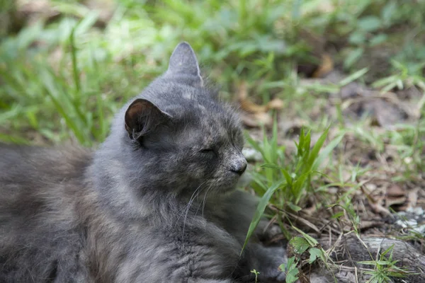 Katt sitter på gräsmattan — Stockfoto