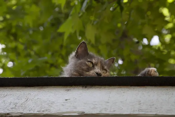 Katt på taket — Stockfoto