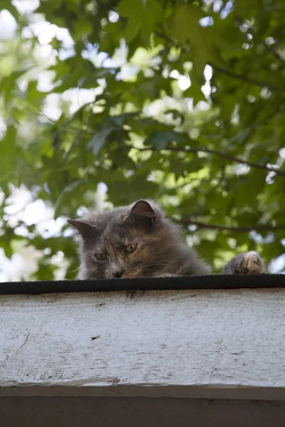Gatto sul tetto — Foto Stock