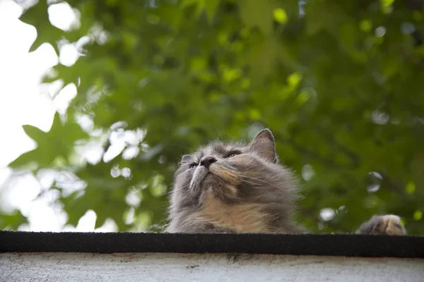 Katt på taket — Stockfoto