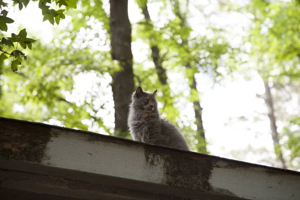 屋顶上的猫 — 图库照片