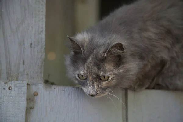 Grå katt utomhus — Stockfoto