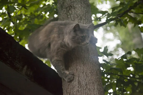 Katt på taket — Stockfoto