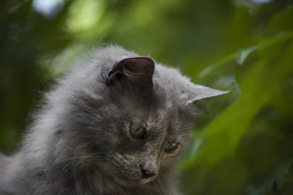 Close Up of Gatinho cinzento — Fotografia de Stock