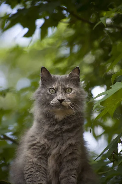 Närbild av grå kattunge — Stockfoto