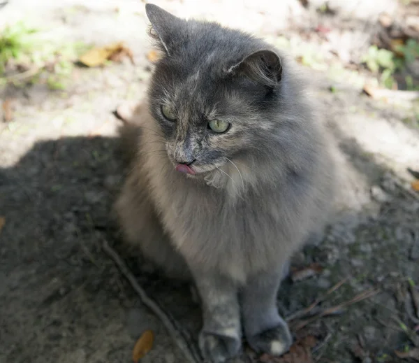 外面只灰色的猫 — 图库照片