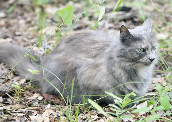 Кошка лежит в траве — стоковое фото