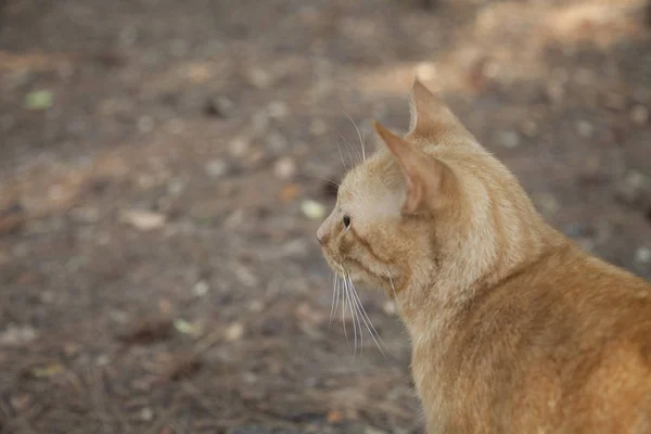 Gato dorado Tabby — Foto de Stock