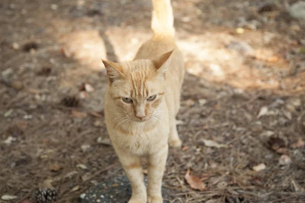 橙色的虎斑猫 — 图库照片