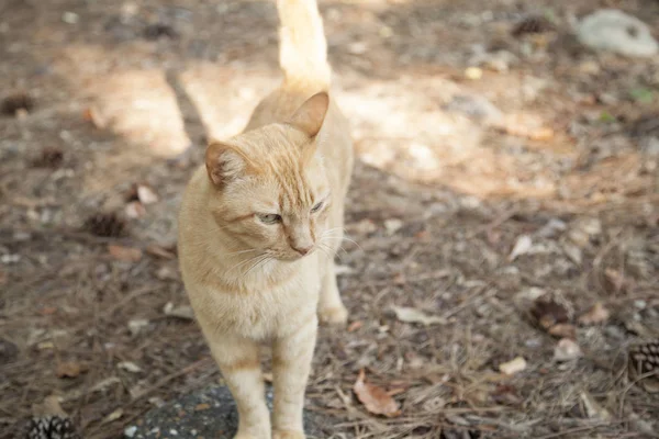 橙色的虎斑猫 — 图库照片