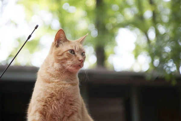 关闭的虎斑猫 — 图库照片