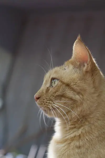 Gele Tabby vooruit staren — Stockfoto