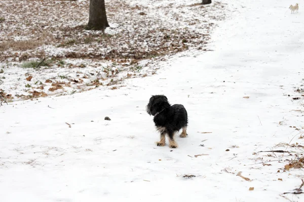 Perro pequeño en nieve —  Fotos de Stock