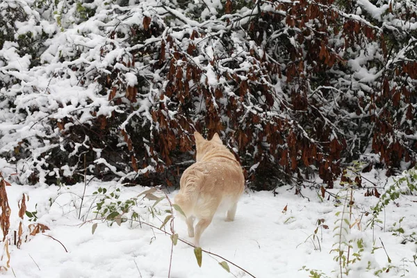 Perro blanco en la nieve —  Fotos de Stock