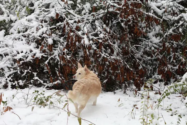 Perro blanco en la nieve —  Fotos de Stock