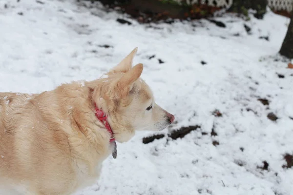 Perro blanco en la nieve —  Fotos de Stock