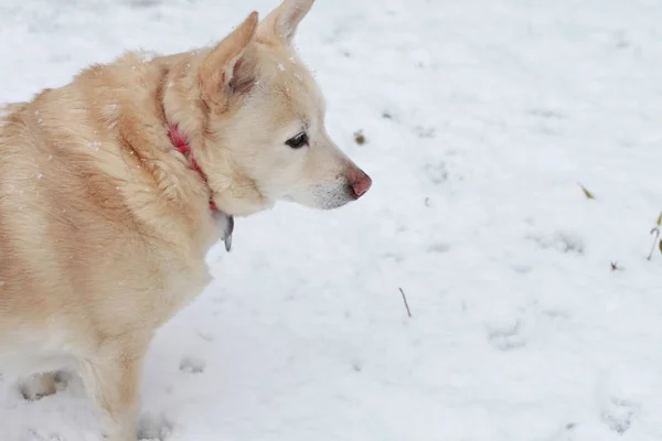 Perro blanco en la nieve —  Fotos de Stock