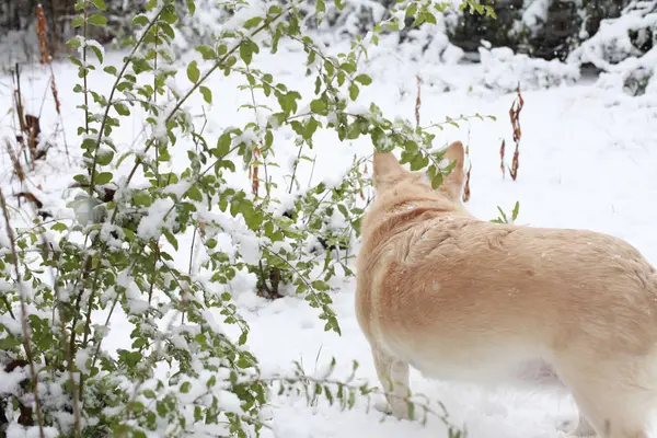 Perro blanco en la nieve —  Fotos de Stock