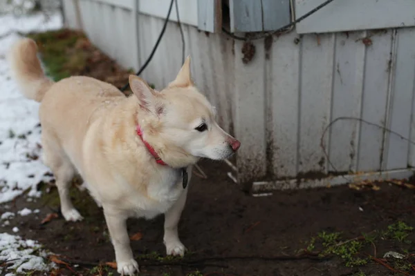 Pequeño perro blanco —  Fotos de Stock