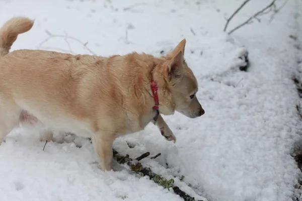 Perro blanco en la nieve —  Fotos de Stock