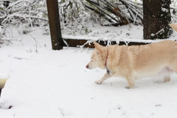 Perro blanco en la nieve —  Fotos de Stock