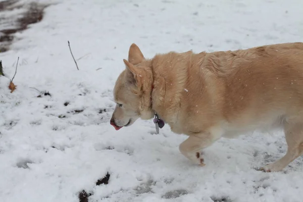 Weißer Hund im Schnee — Stockfoto